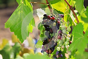 Bunches of grapes ripen under the scorching sun