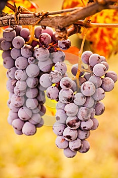 Bunches of grapes ripening