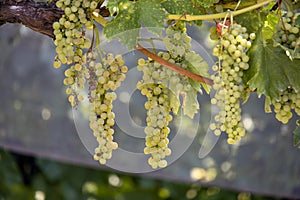 Bunches of grapes ripening in the sun in Italy