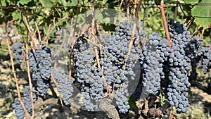 Bunches of grapes in the rows in vineyard. Ripe wine grapes on vines. Ripening bunch of grapes on vines growing in nature. Red win