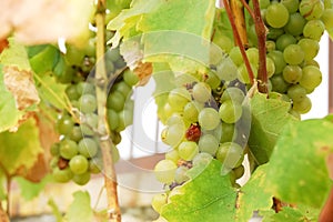 Bunches of grapes in the Slovak valley of Tokaj.