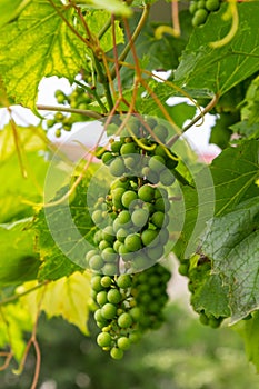 bunches of grapes. unripe grapes. vine and leaves. Green grapes. Grapevine with baby grapes and flowers - flowering of