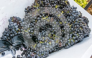 Bunches of grapes in vine press, vintage theme