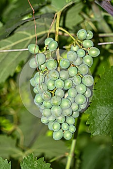 Bunches of grapes on the vineyard in a domestic farm