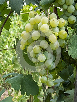 Bunches of grapes in a vineyard in a rural garden