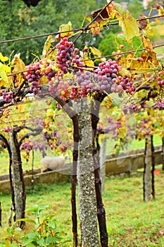 Bunches of grapes in vineyards in the Galicia way. Spain