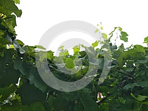Bunches of grapes in the village in summer