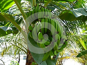 Bunches of green bananas on a banana tree