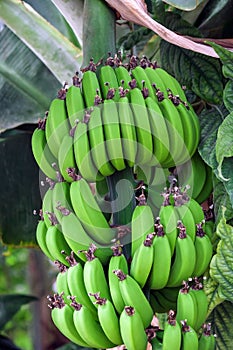 Bunches of green bananas on a branch of banana palm, unripe already large fruits