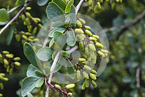 Bunches of the green berberis berries close-up