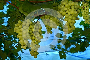 bunches of green grape in vineyard ready to be harvested in blue background