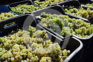 Bunches of green grapes on the blue tray of the agricultural market