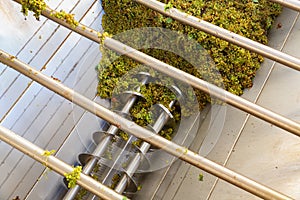 Bunches of green grapes crushed by industrial grape crusher machine in winery