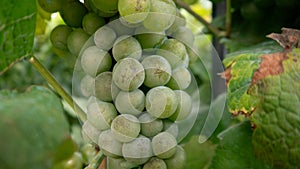 Bunches of green grapes growing on grapevine. Close up.
