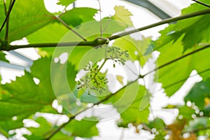 Bunches of green grapes hang on the tree, warm. Immature grapes with green leaves