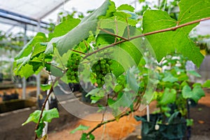 Bunches of green grapes hang on the tree, warm. Immature grapes that are well cared for