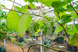 Bunches of green grapes hang on the tree, warm. Immature grapes that are well cared for