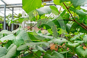 Bunches of green grapes hang on the tree, warm. Immature grapes that are well cared for