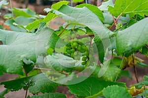 Bunches of green grapes hang on the tree, warm. Immature grapes that are well cared for