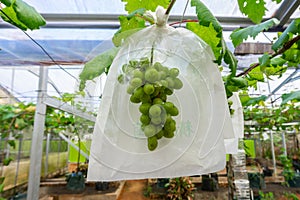 Bunches of green grapes hang on the tree, warm. Immature grapes that are wrapped and well cared for
