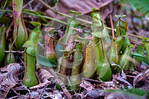 Bunches of green nepenthes pouches in the grass undergrowth.