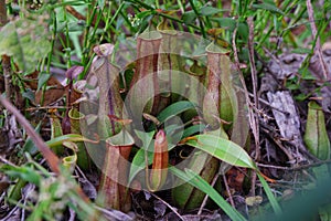 Bunches of green nepenthes pouches in the grass undergrowth.
