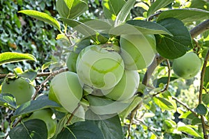 Bunches of green raw Persimmon round fruits and green leaves, kown as Diospyros fruit, they are edible plant photo