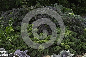 Bunches Of Green And Red Kale