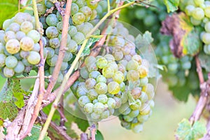 Bunches of green wine grapes