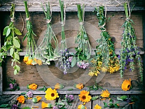 Bunches of healing herbs