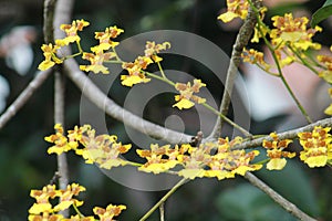 Bunches of kandyan dancer orchid (Oncidium sphacelatum)