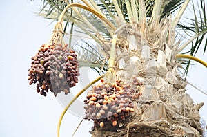 Bunches of khalal, rutab and tamr stage ripen date