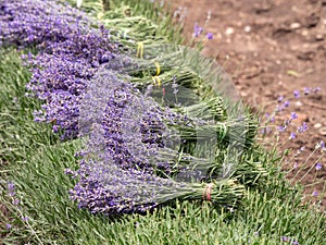 Bunches of lavender