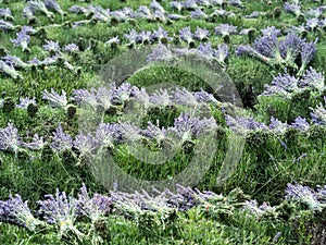 Bunches of lavender