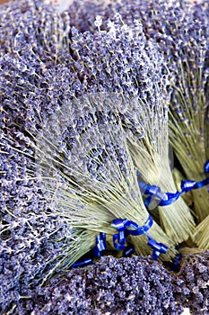 Bunches of lavenders