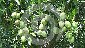 Bunches of mango fruit on the tree