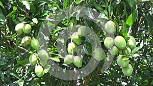 Bunches of mango fruit on the tree