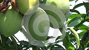 Bunches of mango fruit on the tree