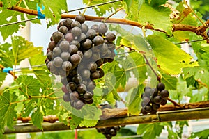 Bunches of Marroo Seedless Grapes