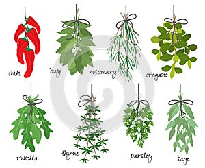 Bunches of medicinal aromatic herbs vector design illustration