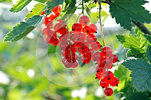 Bunches of mellow red currant