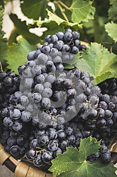 Bunches of MencÃ­a grapes