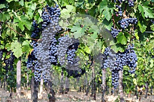 Bunches of Merlot grapes on vineyard a few days before the harvest
