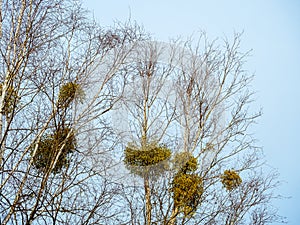 Bunches of mistletoe on a birch branches against the sky