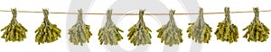 Bunches of mountain tea hanging isolated on white background. Greek traditional herbal tea. Greek mountain tea sideritis. Natural