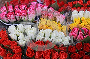 Bunches of mulit colored roses