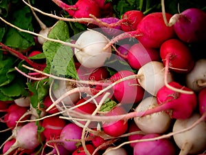 Bunches of multicolored radishes.