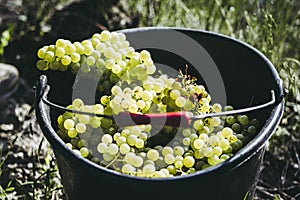 Bunches of muscat white grapes in a bucket in a vineyard