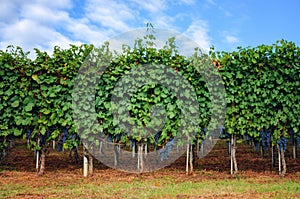 Grapes of nebbiolo in the vineyard of barolo Italy