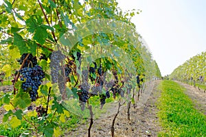 Bunches in a Nebbiolo vineyard photo